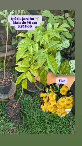 Plantas bonitas, saudáveis e adaptadas