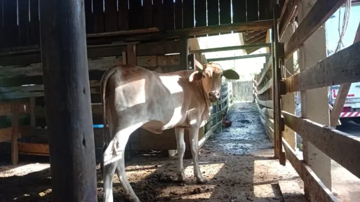 Novilha cruzada Pardo Suíço x Nelore - 12 meses