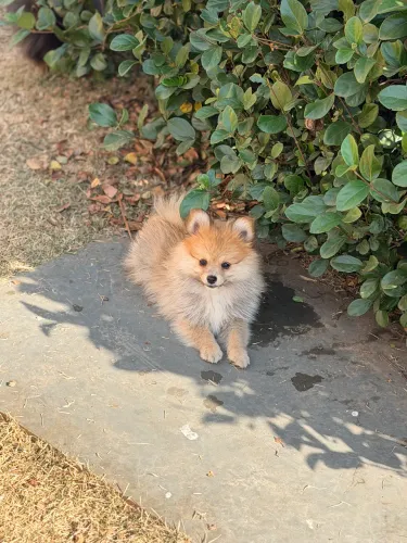 Lulu macho