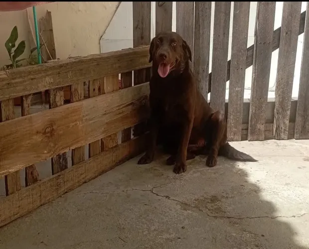 Labrador femeaa adulta