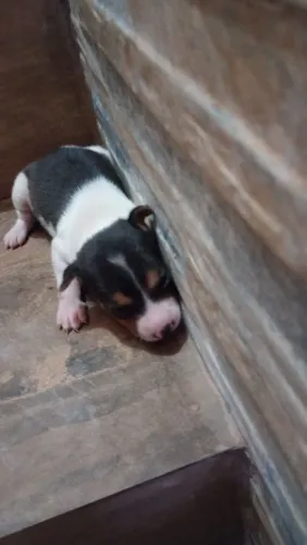 Lindos filhotes Fox paulistinha