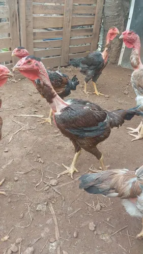 Indio gigante polaca