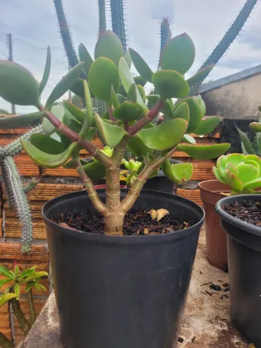 Suculenta e cactos