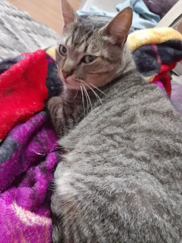 Gato pra doação