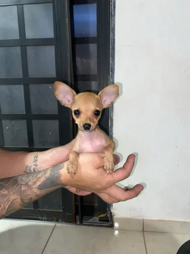 Pinscher fêmea