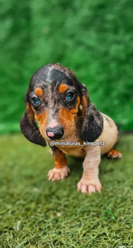Filhote macho Dachshund Miniatura Arlequim olhos azuis