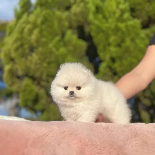 SPITZ alemão com pedigree CBKC