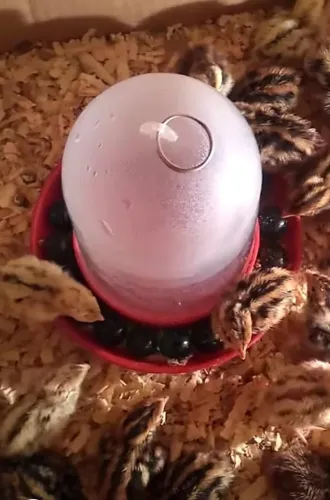 Pinto de Codorna Gigante