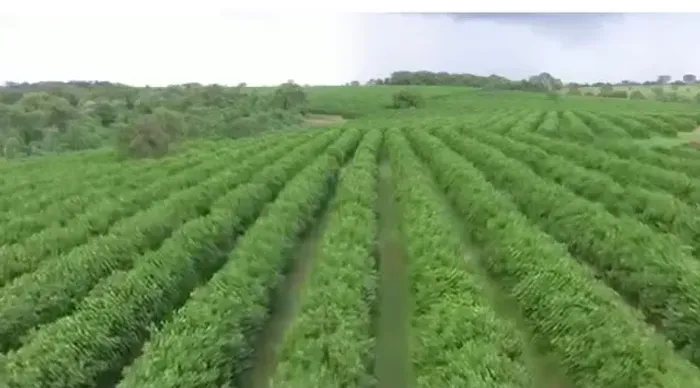 Fazenda 100 Alq.SP - Indiaporã - Laranja, rica benf, asfalto - R$ 45.000.000,00 - PORTEIRA