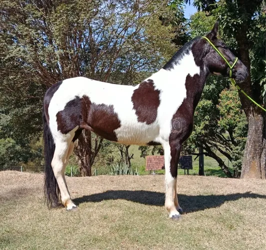 Égua Pampa de Preto - Duplo Registro ABCCMM e Pampa