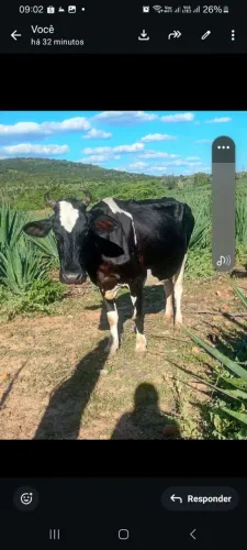 Vend-se vaca leiteira com bizarro 