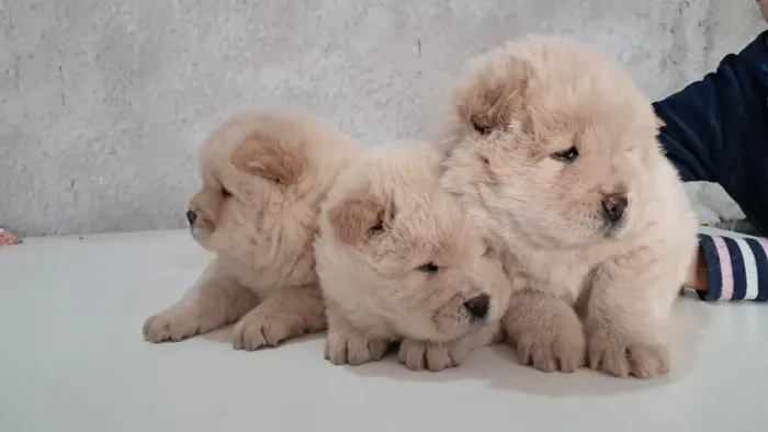 Chow chow creme disponível 