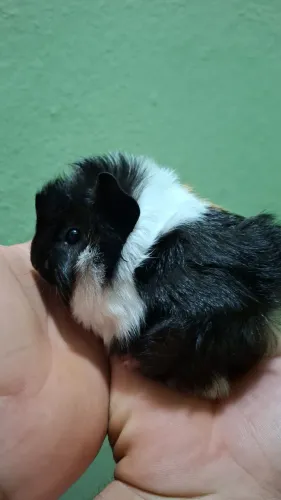 Porquinha da Índia Tricolor Abissinio 