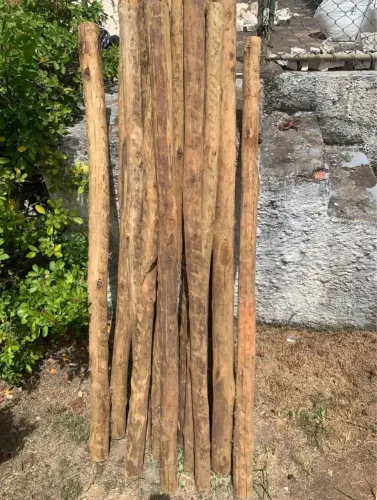 Eucalipto tratado 