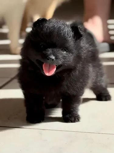 Filhote spitz alemão 