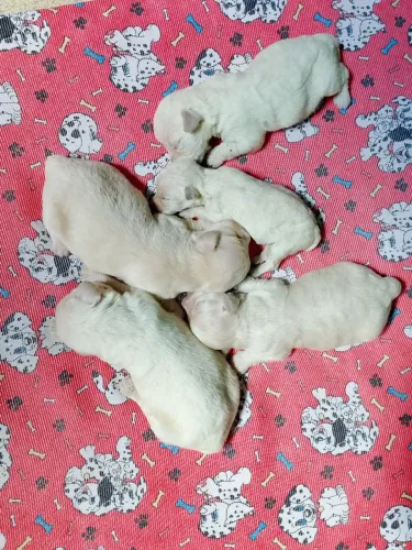 filhote de poodle