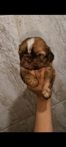 Shih Tzu macho micrissimo chocolate olhos verdes