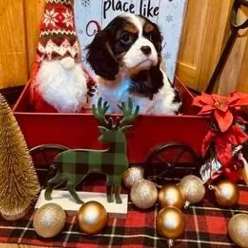 Cavalier King Charles Spaniel,Cavalier King Charles Spaniel Filhote Linda Linhagem Disponí
