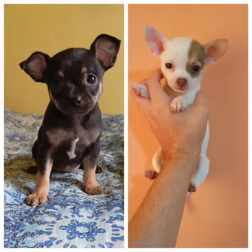 Chihuahuas