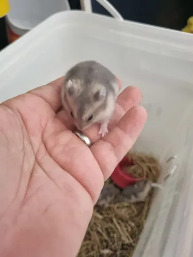 Hamster Anão Russo