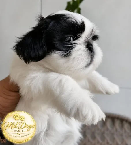FILHOTES DE SHIHTZU DISPONÍVEIS