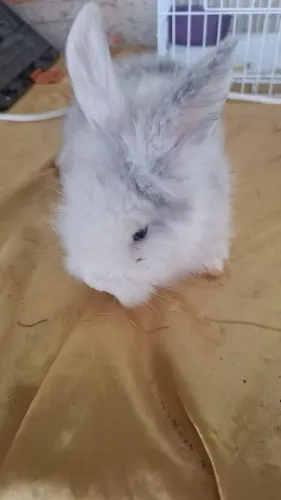 Filhote de 2 meses Lionhead