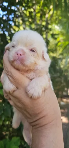 Shih-tzu Albino Olhos Azuis