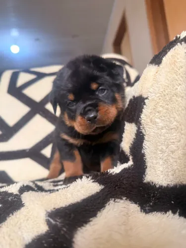 Filhotes rottweiler 