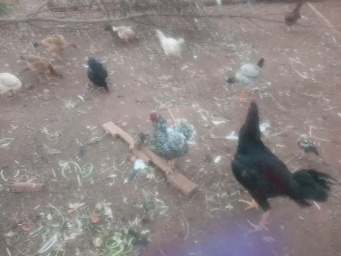Vendo granja galinha caipira