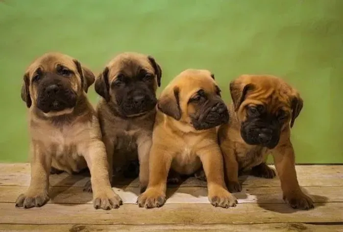 Fila Brasileiro 