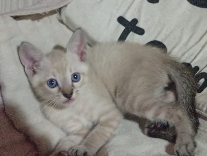 Doação de gatinhos