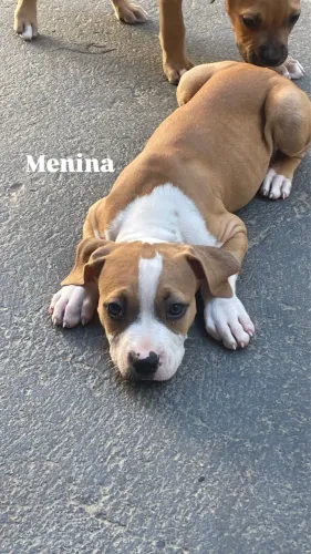 Filhotes de Cane Corso Mestiço 