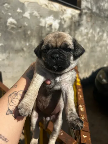 Cachorro pug