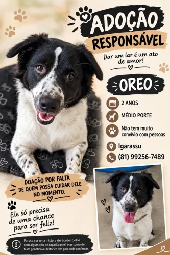 Doação de cachorro