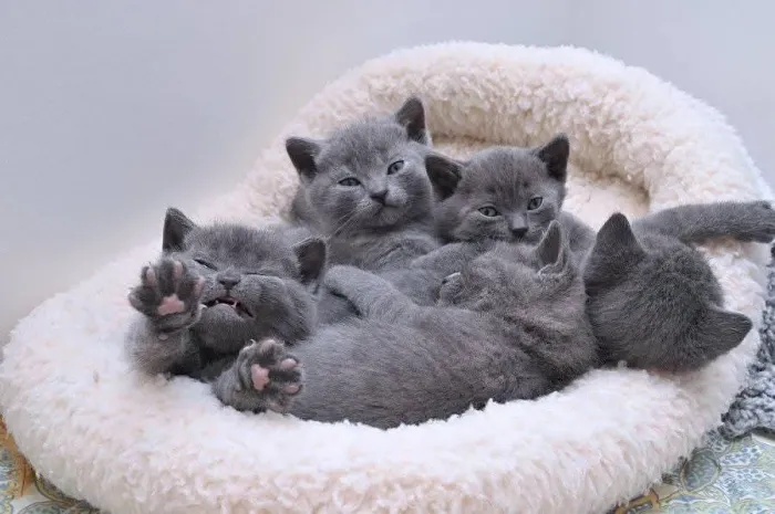 Chartreux