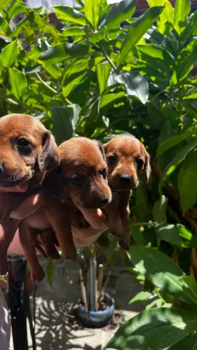 Cachorros