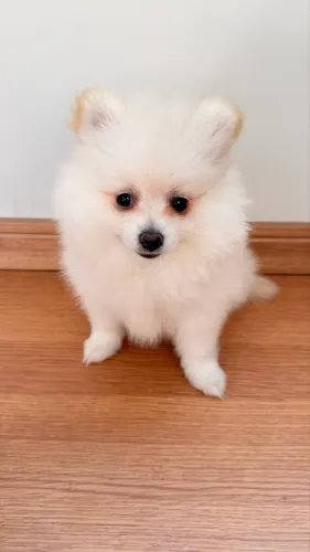 Lulu da Pomerânia (Spitz alemão)