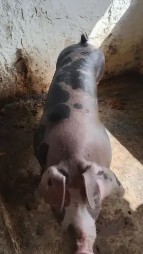 Futura matriz suína de alta genética 