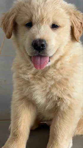 Filhote cachorrinho GOLDEN