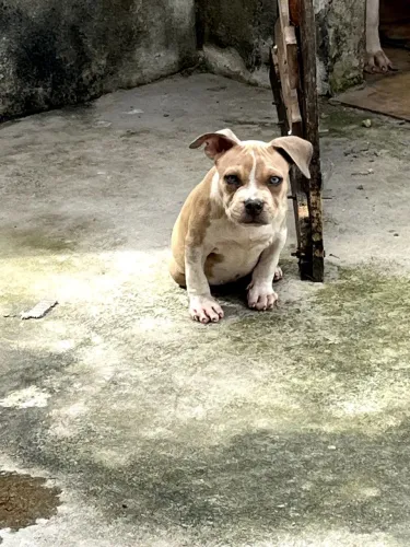 Filhote Merle de pitmonster 