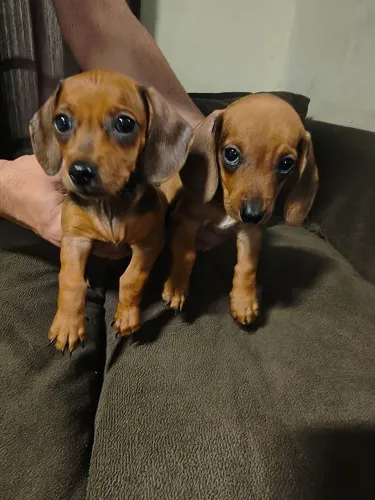 Vendo Salsicha (Dachshund)