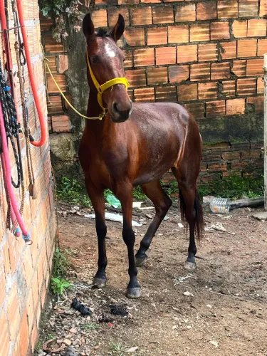 POTRA - 02 ANOS E 5 MESES ?EGUA?