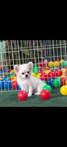 Quer um mascote está aqui, chihuahua 