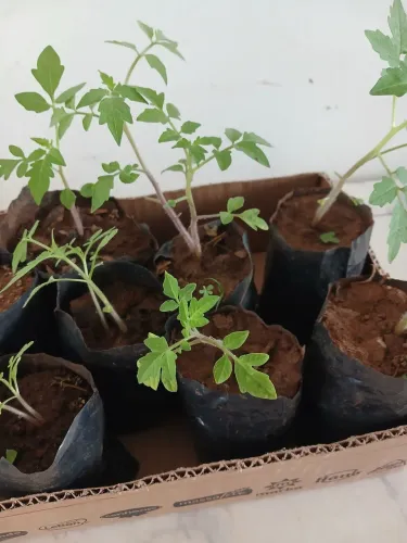 Vendo mudas de tomates rateiro