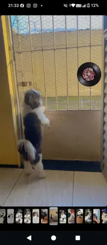 Cachorro