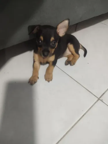 Filhotes de Pinscher