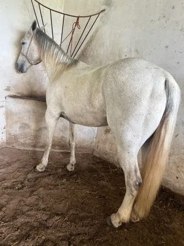 Animais para agropecuária