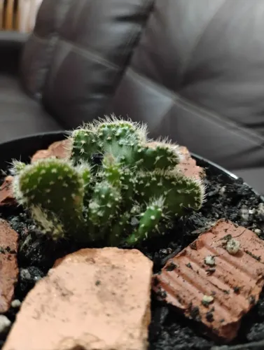 Suculenta coleção Opuntia Tuna F. Cristata