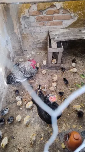 Galinha Caipira 