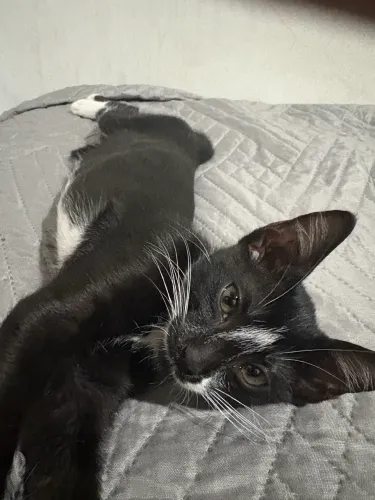 DOAÇÃO DE GATO